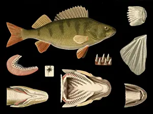 Scientific illustration with details