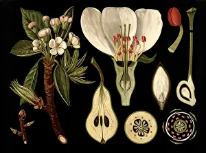 Scientific illustration with details