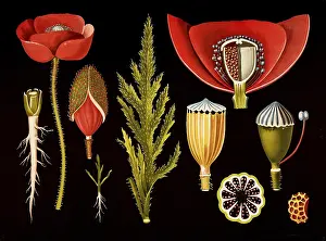 Scientific illustration with details