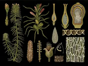 Scientific illustration with details