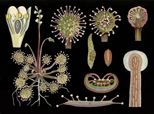 Scientific illustration with details