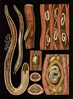 Scientific illustration with details