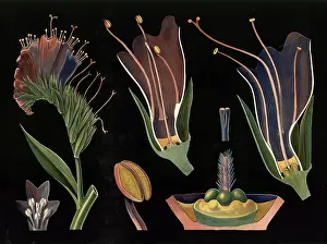 Scientific illustration with details
