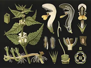 Scientific illustration with details