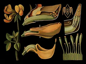 Scientific illustration with details