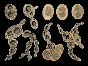 Scientific illustration with details