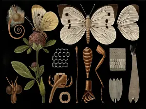 Framed Print : Scientific illustration with details