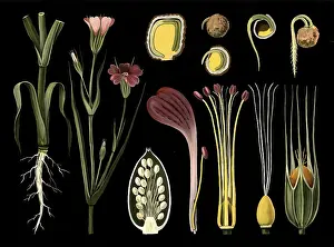 Scientific illustration with details