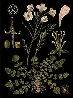 Scientific illustration with details