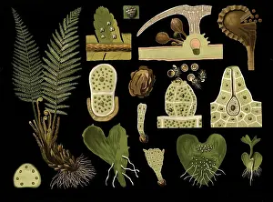 Scientific illustration with details