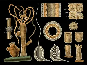 Scientific illustration with details