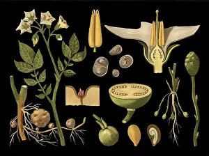 Framed Print : Scientific illustration with details