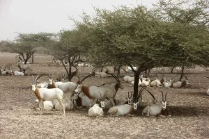 Scimitar-horned Oryx, (Oryx dammah)