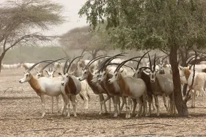 Scimitar-horned Oryx, (Oryx dammah)