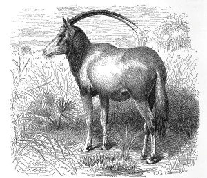 Scimitar oryx (Oryx dammah), species of oryx once native to the Sahara