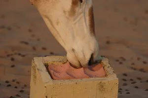 Scimitar oryx, scimitar-horned antelope