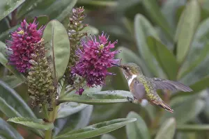 Scintillant Hummingbird (Selasphorus scintilla)