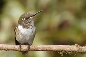 Scintillant Hummingbird (Selasphorus scintilla) female