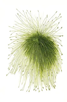 Scirpus riparius, Schoeneoplectus californicus