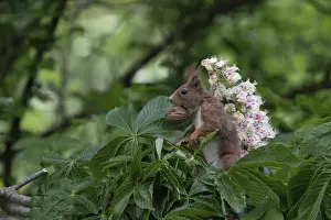 Sciurus vulgaris, red squirrel, italy