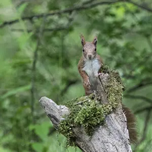 Sciurus vulgaris, red squirrel, italy