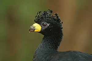 Sclater's Hokko (Crax fasciolata)