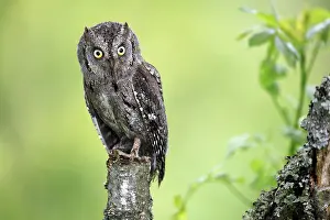 Scops owl (Otus scops), adult, perch