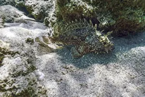 Scorpion Fish Underwater Underwater Life