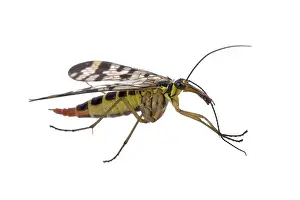 Scorpion fly from family Panorpidae on white background