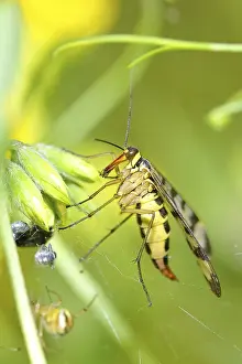 Scorpion fly (Panorpa communis)