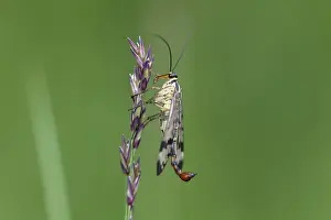 Scorpion fly (Panorpa communis)