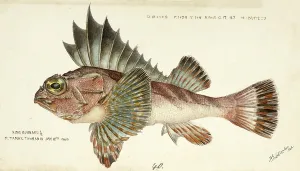 Scorpionfish, Neosebastes scorpaenoides, large greyish to reddish-brown gurnard perch, fish, reproduction of an original, by Frank Edward Clarke (born 1849, died 1899), ichthyologist and scientific draughtsman