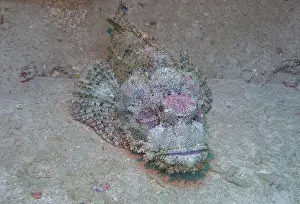 Scorpionfish (Scorpaena scrofa)