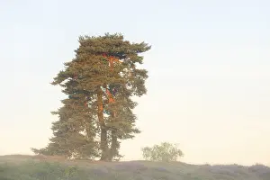 Scots pine or common pine (Pinus sylvestris) in the morning mist