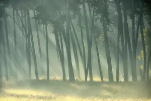 Scots pine forest (Pinus silvestris) in autumnal sunny light