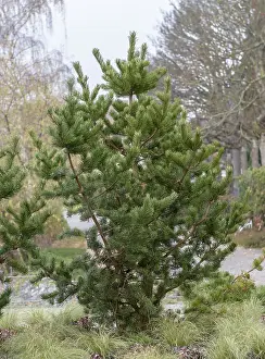 Scots pine (Pinus contorta), viewing garden at the University of Applied Sciences W