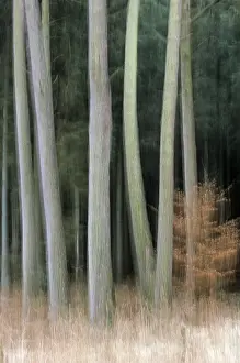 Scots pine (Pinus) forest in early winter (Common pine)