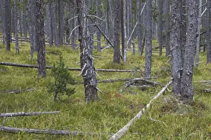 Scots Pine (Pinus silvestris) trees in coniferous forest with fallen tree trunks