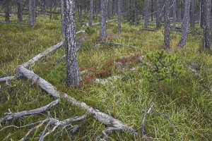 Scots Pine (Pinus silvestris) trees in coniferous forest with fallen tree trunks