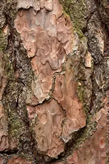 Scots pine, Pinus sylvestris, bark