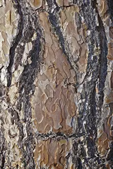 Scots pine, Pinus sylvestris, bark