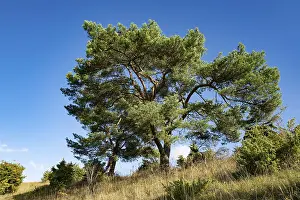 Scots pine (Pinus sylvestris), blue sky