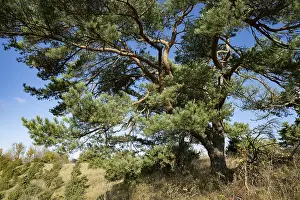 Scots pine (Pinus sylvestris), blue sky