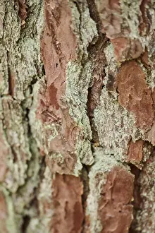 Scots pine (Pinus sylvestris) bork