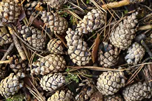 Scots pine (Pinus sylvestris) cone