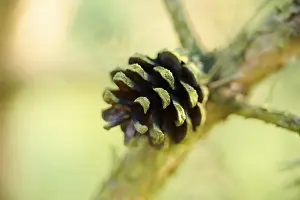 Scots pine (Pinus sylvestris) cone