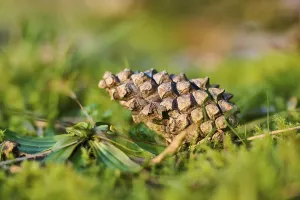 Scots pine (Pinus sylvestris) cone