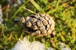 Scots pine (Pinus sylvestris) cone