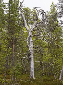 Scots Pine (Pinus sylvestris), dead tree in forest