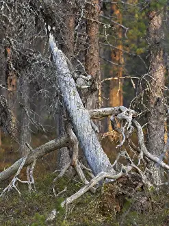 Scots Pine (Pinus sylvestris), dead tree stem in forest